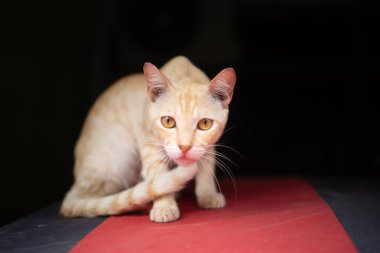 Turuncu kedi arabanın kaputunda rahatça otururken şifreyi veriyor ve sahibiyle oynamak istiyor.