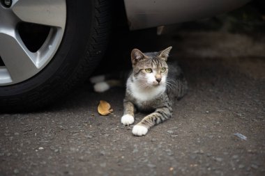 Bu güzel kedi sahibinin arabasının lastiklerinin yanında rahatça oturuyor.