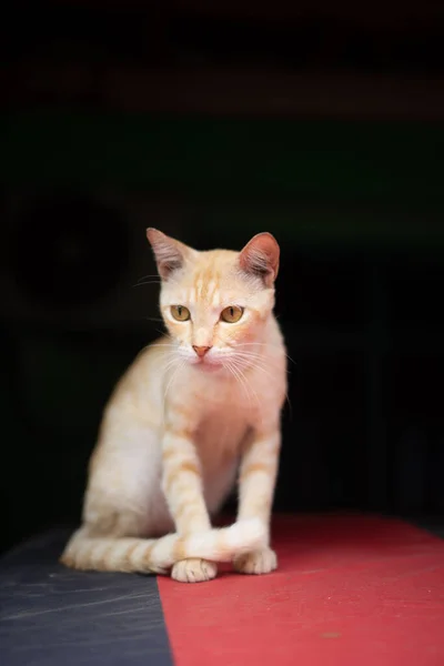 Orangefarbene Katze Sitzt Entspannt Auf Der Motorhaube Des Autos Während — Stockfoto