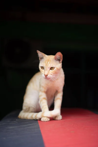 Orangefarbene Katze Sitzt Entspannt Auf Der Motorhaube Des Autos Während — Stockfoto