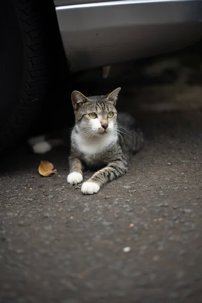 Beautiful Cat Sitting Relaxed Tires His Owner Car — Stock Photo, Image