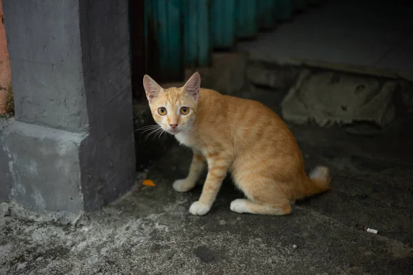 和一只可爱可爱的橙色猫玩耍 它喜欢咬被宠坏的东西 — 图库照片