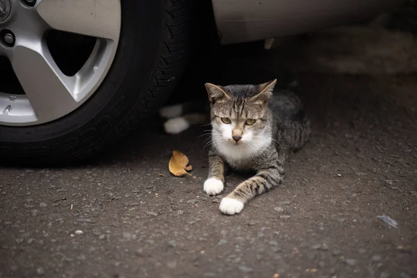 Diese Schöne Katze Sitzt Entspannt Neben Den Reifen Des Autos — Stockfoto