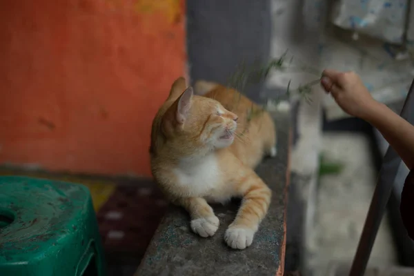 Spielen Mit Einer Süßen Und Entzückenden Orangefarbenen Katze Die Gerne — Stockfoto