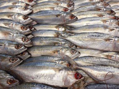 Uskumru balığı paketlenmiş sardalyalar için süpermarketlerde satılan bir balık türüdür. Bu balığın tadı lezzetli ve lezzetli.