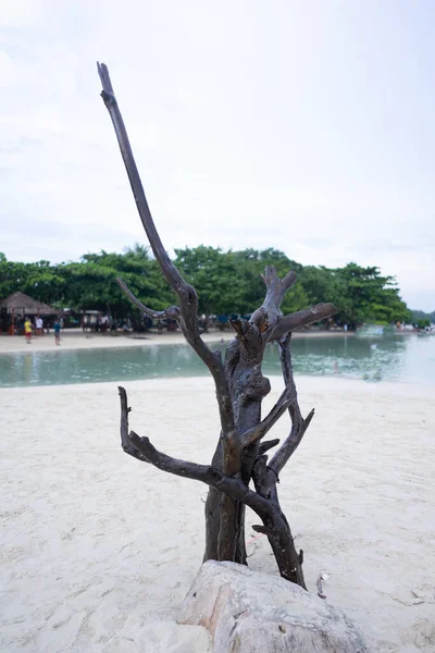 Tronchi Albero Morti Mezzo Alla Sabbia Della Spiaggia Aprile 2023 — Foto Stock