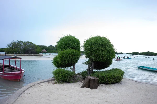 Malý Strom Bílém Písku Pláže Ostrově Pari Duben 2023 — Stock fotografie