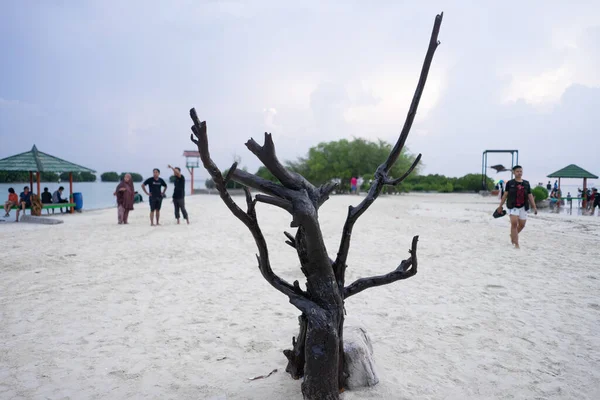 2023年4月24日ビーチサンドの真ん中で死んだ木の幹 — ストック写真