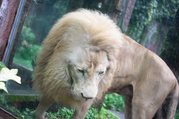 Big Cat Lion Cage Large Enclosure Bogor Safari Park Indonesia — Stock Photo, Image