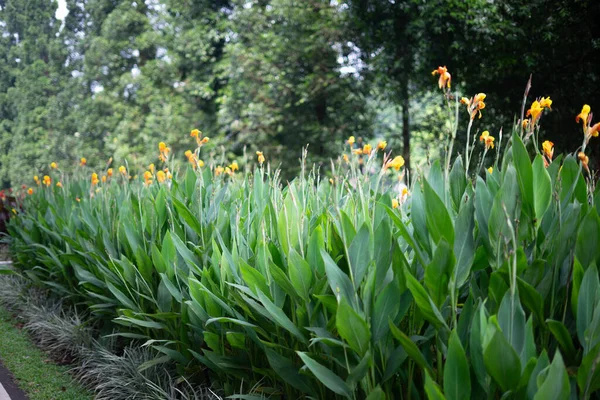 Belle Fleur Canna Indica Fleur Canna Comestible Dans Jardin Bogor — Photo