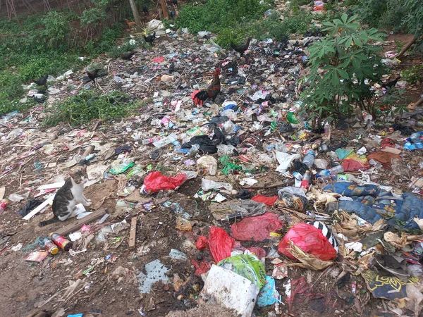 stock image temporary landfills containing garbage and wild animals that are looking for food, in bogor