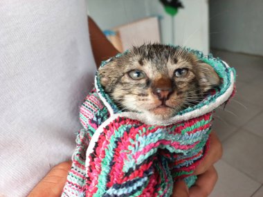 Sel kurtarma yavruları.