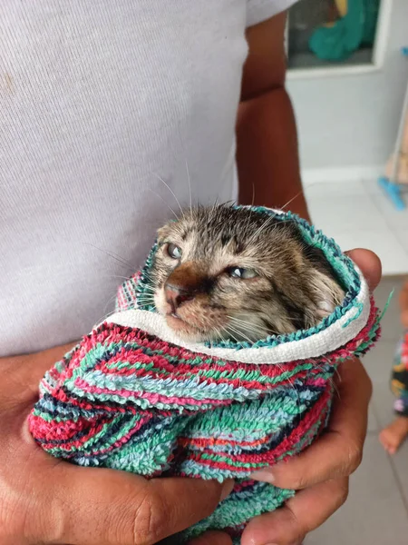 Residential Flood Rescue Kittens — Stock Photo, Image