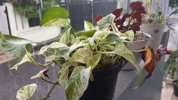 Некоторые Небольшие Растения Горшках Дисплее Стене Дома — стоковое видео