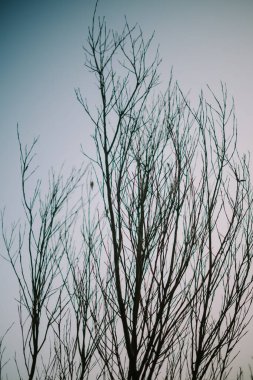 Açık gökyüzü ve bulutların güzel manzarasıyla büyüyen ağaç dalları.