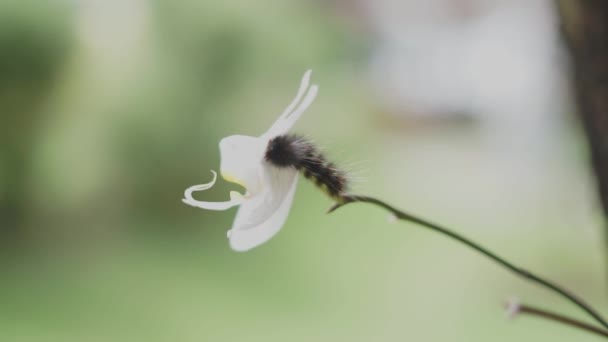 Fox Moth Caterpillar Macrothylacia Rubi Perched Orchid Flower — Stock Video