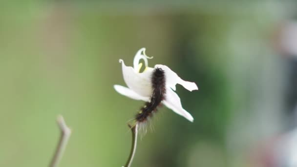 Гусеница Лисица Macrothylacia Rubi Сидящая Цветке Орхидеи — стоковое видео