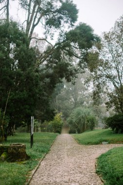 Uçsuz bucaksız yeşil bir çimenlik, dingin bir park ortamında, göksel sabah sisi tarafından kucaklanan ağaçlarla kaplı.