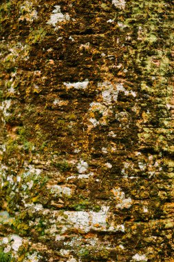 Büyük bir ağacın karmaşık dokusu, engebeli kabuğunu ve narin yapraklarını sergiliyor, yakından yakalıyor.