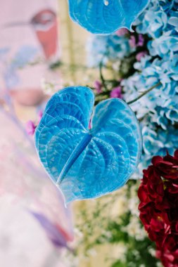 Anthurium andraeanum, Araceae familyasından Kolombiya ve Ekvador 'a özgü bir bitki türü.