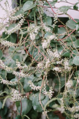 Anredera cordifolia, Madeira sarmaşığı ya da mignonette sarmaşığı olarak da bilinir.