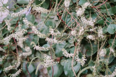 Anredera cordifolia, Madeira sarmaşığı ya da mignonette sarmaşığı olarak da bilinir.