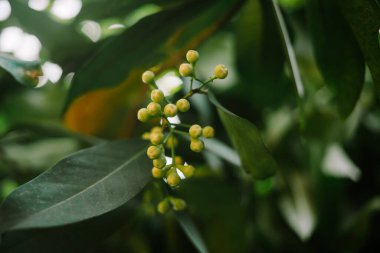 Genç bir guava tomurcuğu, sıkıca kapalı, lezzetli bir meyvelere dönüşmeye hazır, doğanın büyümesinin ve potansiyelinin özünü yakalıyor..