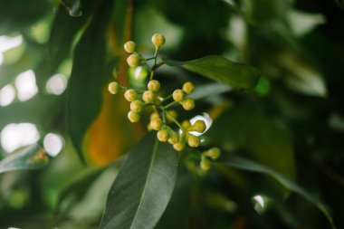 Genç bir guava tomurcuğu, sıkıca kapalı, lezzetli bir meyvelere dönüşmeye hazır, doğanın büyümesinin ve potansiyelinin özünü yakalıyor..