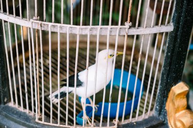 Kara kanatlı Myna, Sturnidae familyasından bir sığırcık türü.