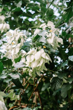 Bougainvillea spectabilis, çiçekli bir bitki türüdür.