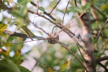 Olgunlaşmamış meyve ağaca yapışmış, yüzeyi zamanla siyaha dönmüş, doğal olgunluk ve çürüme sürecini göstermiş.