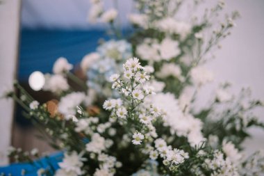 Beyaz Altın Çubuk, Beyaz Solidago Kanadensis, Beyaz Kesici Çiçek, Keskin Çiçek Arkaplanı