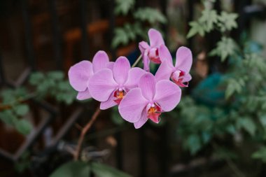 Dendrobium kingianum genellikle bir lithophyt 'tir ama ara sıra epifitik ya da nadiren bir karasal bitkidir. Genel olarak pembe kaya orkidesi olarak bilinir.