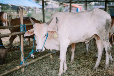Sağlam bir kalem içinde huzur içinde otlayan bir inek, çiftlik hayatının sadeliği ve doğal ritmini sembolize ediyor..