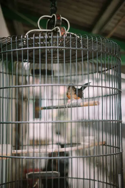 stock image White-rumped shama perched inside a birdcage