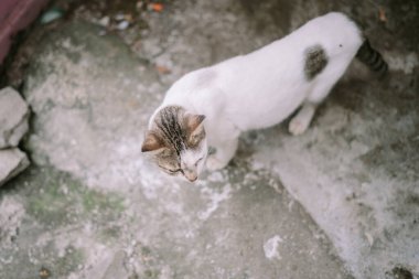Dar bir sokakta gezinen parlak beyaz bir kedi şehir ortamında zarafet ve merakı simgeliyor.