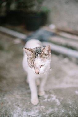 Dar bir sokakta gezinen parlak beyaz bir kedi şehir ortamında zarafet ve merakı simgeliyor.
