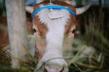 Kurban Bayramı 2024 'e hazırlık için çiftlik hayvanları satılmaya hazır. Bu, İslam geleneğinde kurban ve cemaat kutlamalarının ruhunu simgeliyor..