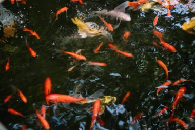 Renkli koi balıkları bir gölette zarifçe yüzüyor, dingin ve canlı bir su manzarası yaratıyor rahatlama ve estetik cazibe için mükemmel.