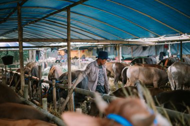 Bogor, mei 15 2024. Kurban Bayramı 2024 'e hazırlık için çiftlik hayvanları satılmaya hazır. Bu, İslam geleneğinde kurban ve cemaat kutlamalarının ruhunu simgeliyor..