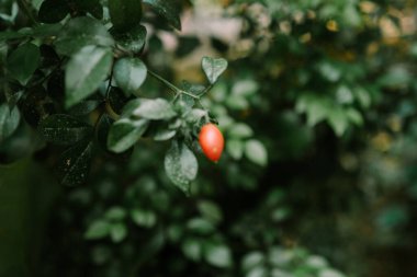 Solanum pseudocapsicum, kedigiller (Cervidae) familyasından bir köpek otu türü.