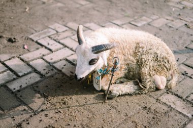 Kurban Bayramı için cami çitlerinin yanında birkaç keçi bağlanmış.