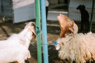 Kurban Bayramı için cami çitlerinin yanında birkaç keçi bağlanmış.