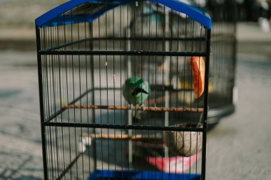 Kafesteki kuş, metal bir yapıya sarılı iken renkli tüylerini sergiliyor.