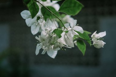 Bougainvillea spectabilis, çiçekli bir bitki türüdür.