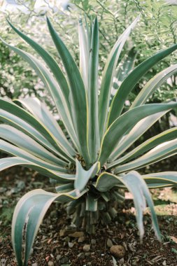 Agave americana (