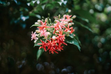 Combretum indicum, yaygın olarak Rangoon sarmaşığı ya da Burma sürüngeni olarak bilinir.