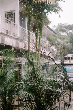 Yağmurun altındaki palmiye ağaçları, yaprakları titreşen ve damlayan sular, tropik bir yağmur fırtınasını çağrıştırıyor.
