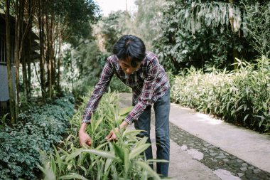 Asya kökenli bir adam bahçecilikte titiz bir bakım sergilemek için bitki yapraklarını seçiyor.