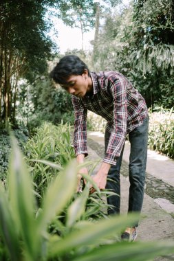 Asya kökenli bir adam bahçecilikte titiz bir bakım sergilemek için bitki yapraklarını seçiyor.